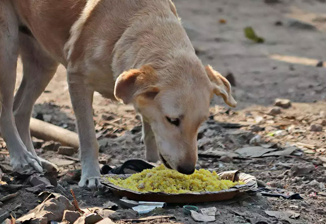 Feeding the stray dogs